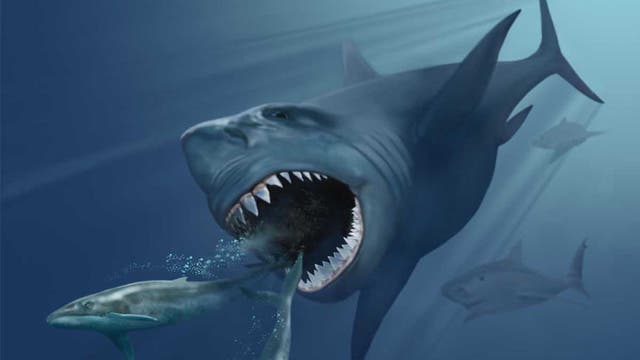 Der prähistorische Riesenhai Megalodon jagt zwei kleinere Bartenwale.
