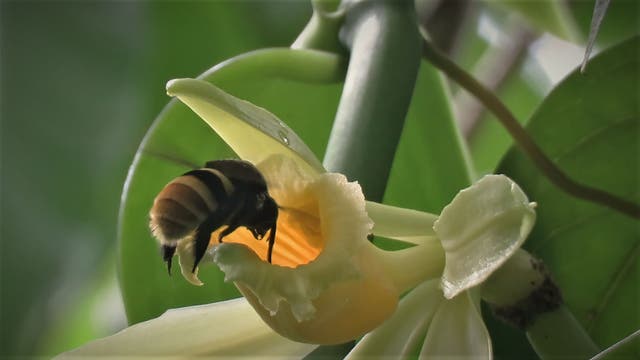 Eine Biene der Art Eulaema cingulata sammelt Nektar aus einer Vanilleblüte, umgeben von grünen Blättern. 