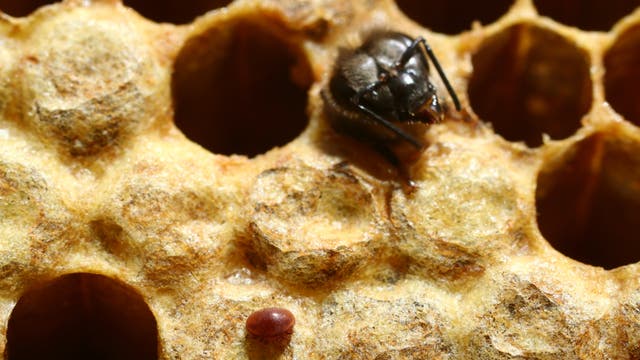 Varroamilbe im Bienenstock