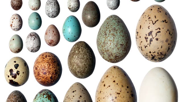 Vogeleier in verschiedenen Farben und Formen
