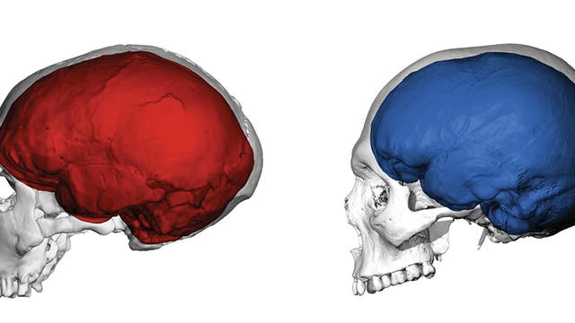 Gehirn Neandertaler