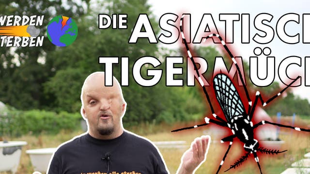 Das Titelbild zur WWAS-Folge über die Tigermücke.