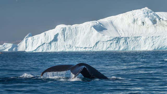 Wal vor Grönlandeis