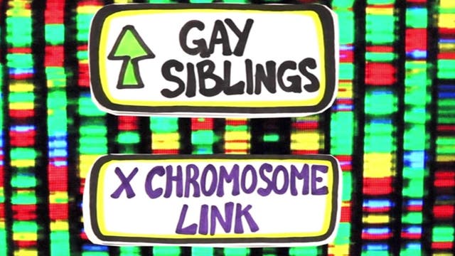 Was haben Gene mit Homosexualität zu tun?
