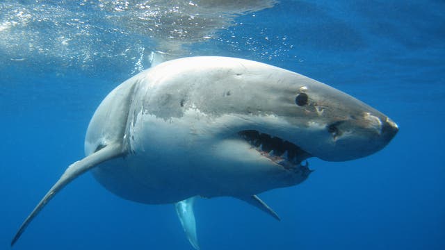 Hat zu Unrecht einen schlechten Ruf - der Weiße Hai spielt eine wichtige Rolle im Ökosystem