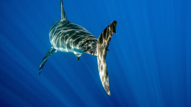 Weißer Hai verschwindet in der blauen Tiefe