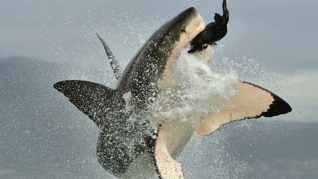 Weißer Hai schnellt während der Jagd aus dem Meer vor Südafrika