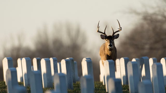 Ein Weißwedelhirsch streift über einen Friedhof