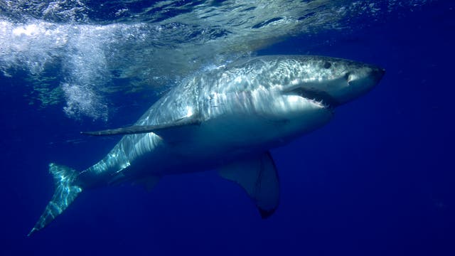 Weißer Hai