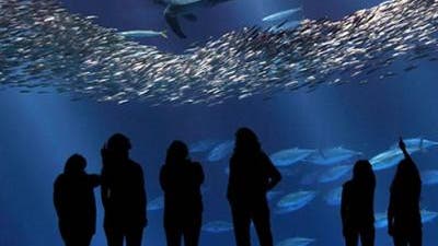 Die Fische im Monterey Bay Aquarium