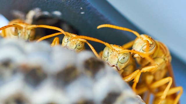 Mehrere gelbe Wespen gucken über den Rand ihres Nests