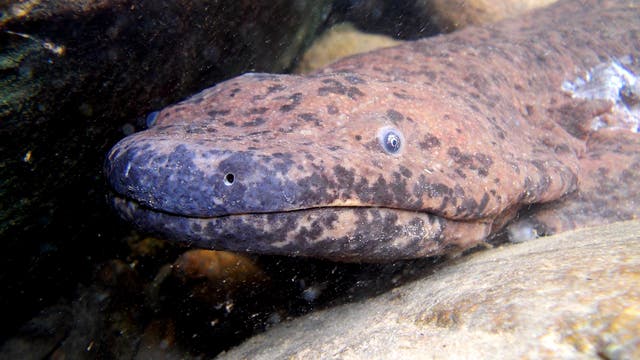 Wild chinese giant salamander