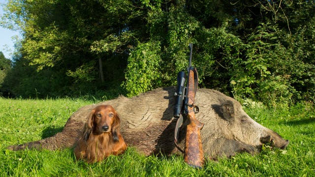 Ein Jäger präsentiert Hund, Gewehr und erlegte Sau nach erfolgreicher Jagd