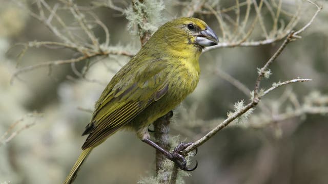 Ein gelblichgrüner Singvogel mit kräftigem, dunklen Schnabel sitzt auf einem Zweig eines Gebüschs, auf dem helle Flechten wachsen. Der Vogel blickt nach rechts, er hat dünne Beine und Zehen mit kräftigen Zehen und Krallen.