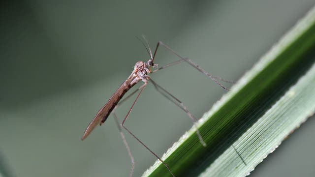 Eine graue Wintermücke sitzt auf einem grünen Blatt. Sie hat lange Fühler, lange, filigrane Beine und einen kleinen Kopf. Der Hinterleib ist gestreift.