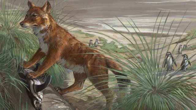 Falklandwolf