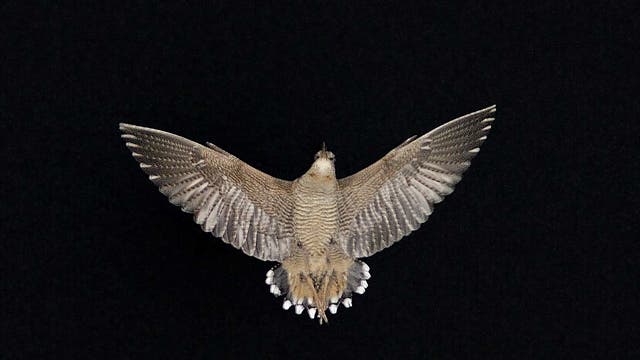 Fliegende Waldschnepfe, die ihre weißen Schwanzfedern zeigt