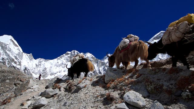 Ziehende Yaks im Himalaja