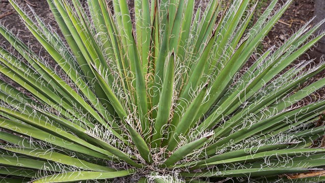 Yuccas haben spitze Blätter