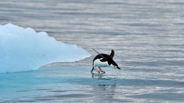 Ein Zügelpinguin springt in die kühlen Fluten des Südpolarmeers