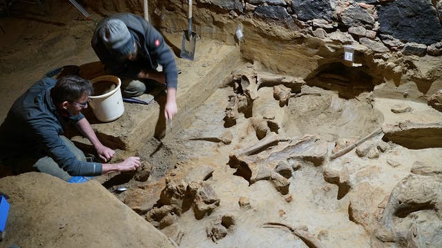 Archäologen legen die Überreste von Mammuts in einem Weinkeller im niederösterreichischen Gobelsburg frei.