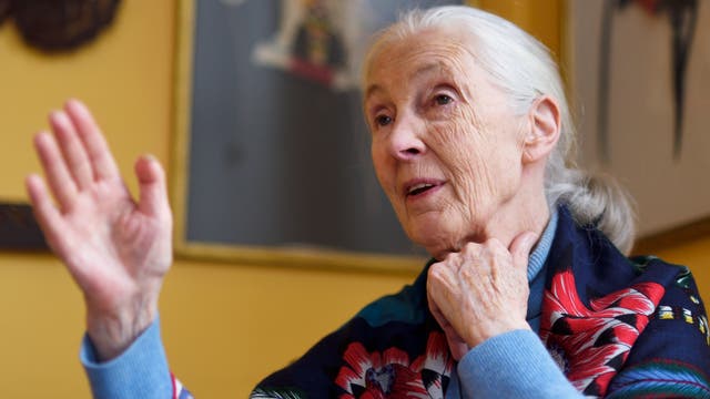 Jane Goodall ist die berühmteste Schimpansenforscherin der Welt. 25 Jahre lang untersuchte sie das Verhalten dieser Menschenaffen.