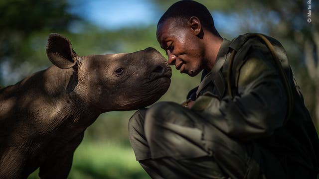 Ein verwaistes Nashorn-Junges hat sich mit einem Ranger angefreundet