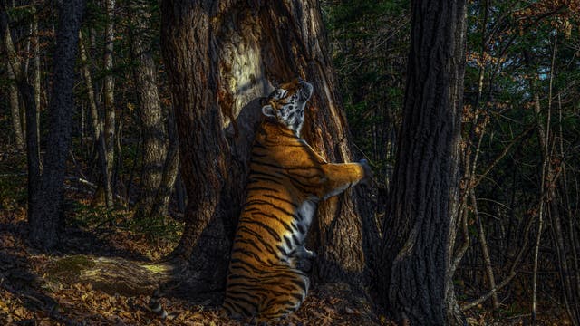 »Die Umarmung«. So hat Sergey Gorshkov sein Foto von einer Sibirischen Tigerin genannt.
