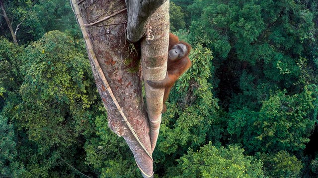 Kletternder Orang-Utan scheut keine Höhen im Regenwald