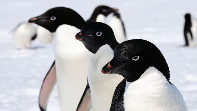 Zirka drei Adelie-Pinguine