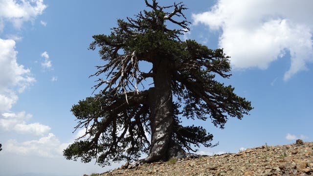 Ein eher buschiger Nadelbaum steht auf einem Bergrücken und wünscht sich die guten Zeiten unter Konstantin VII zurück …