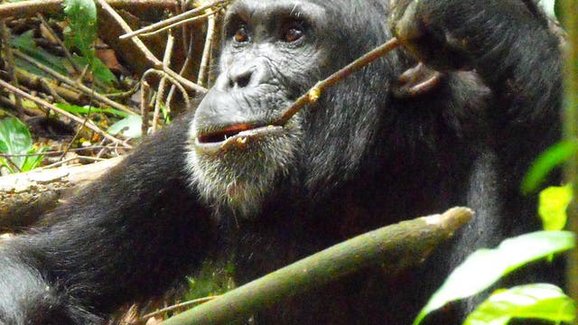 Schimpanse mit Kultur