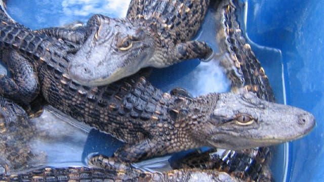 Alligatoren im Wasserbecken
