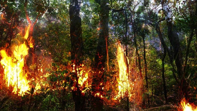 Die Brände haben langfristige Auswirkungen auf den Regenwald