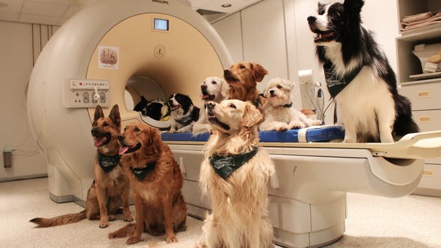 Hunde im Kernspintomograf