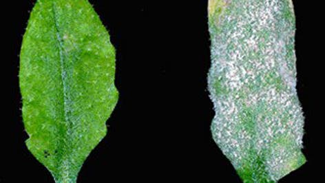 Arabidopsis mit Mehltau