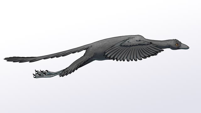 Rekonstruktion eines aktiv fliegenden Archaeopteryx
