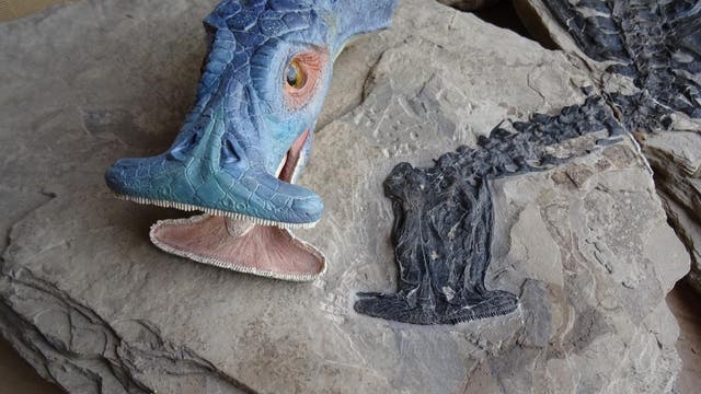 Atopodentatus - Fossil und Rekonstruktion