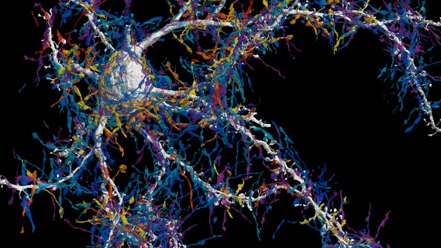 Nervenzelle in der Großhirnrinde mit allen Eingangsaxonen