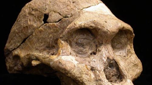<i>Australopithecus africanus</i> 