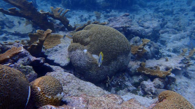 Ein Korallenriff in Belize mit toten, bleichen Korallen, lebenden gesunden und farbigen Geweihkorallen sowie kranken, bleichen als auch gesunden bunten Hirnkorallen. Vor der zentralen Koralle schwimmt ein bunter Falterfisch.