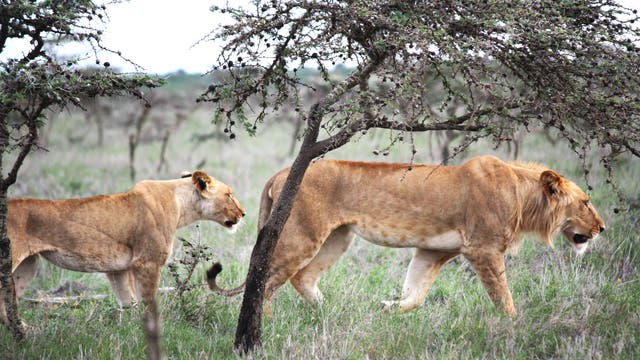 Löwen in Ostafrika