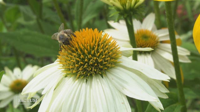 Ist die Biene wirklich vom Aussterben bedroht?