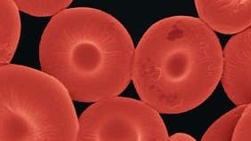 Künstliche Blutkörperchen