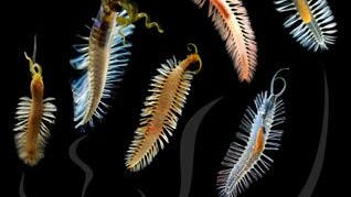 Sieben neue Tiefseewürmer