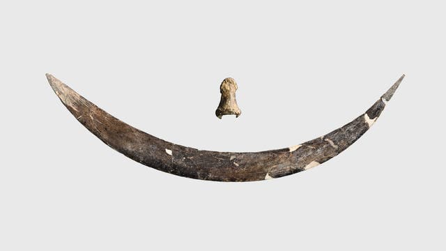 Ein großes, gebogenes Mammutstoßzahnfragment liegt auf einem hellgrauen Hintergrund. Darüber schwebt ein kleinerer, knochenartiger Gegenstand. Beide Objekte sind antik und zeigen Anzeichen von Alterung und Verwitterung.