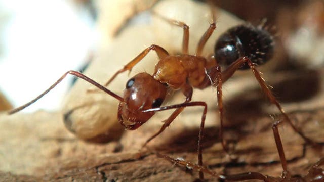 Eine drogenabhängige Camponotus-Ameise