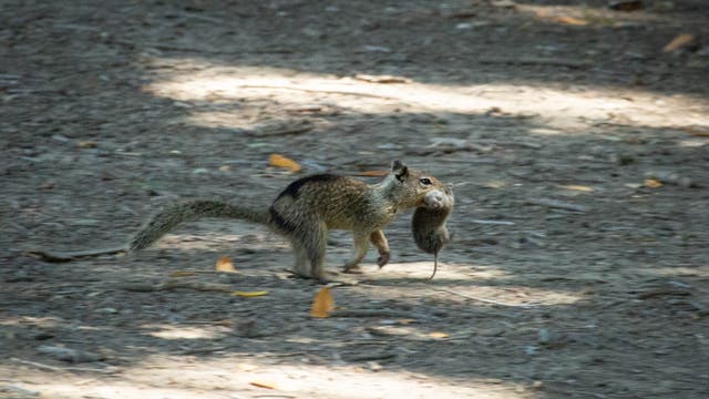 Ein graubraunes Erdhörnchen mit gebeugtem Schwanz rennt mit einer Wühlmaus zwischen den Zähnen davon. Der Boden besteht aus Sand, auf dem einzelne Blätter liegen.