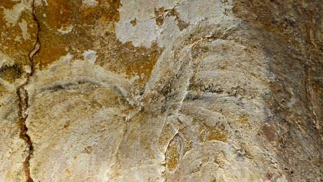 Detail der Höhlenmalerei