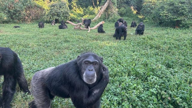 Eine Gruppe von Schimpansen sitzt und bewegt sich auf einer grünen Wiese, umgeben von dichtem Wald. Im Vordergrund steht ein Schimpanse, der den Betrachter direkt ansieht. Im Hintergrund sind mehrere Schimpansen in verschiedenen Positionen zu sehen, einige sitzen, andere stehen. Ein umgestürzter Baumstamm liegt in der Mitte der Szene. Die Umgebung ist üppig und grün, mit Bäumen und Sträuchern im Hintergrund.